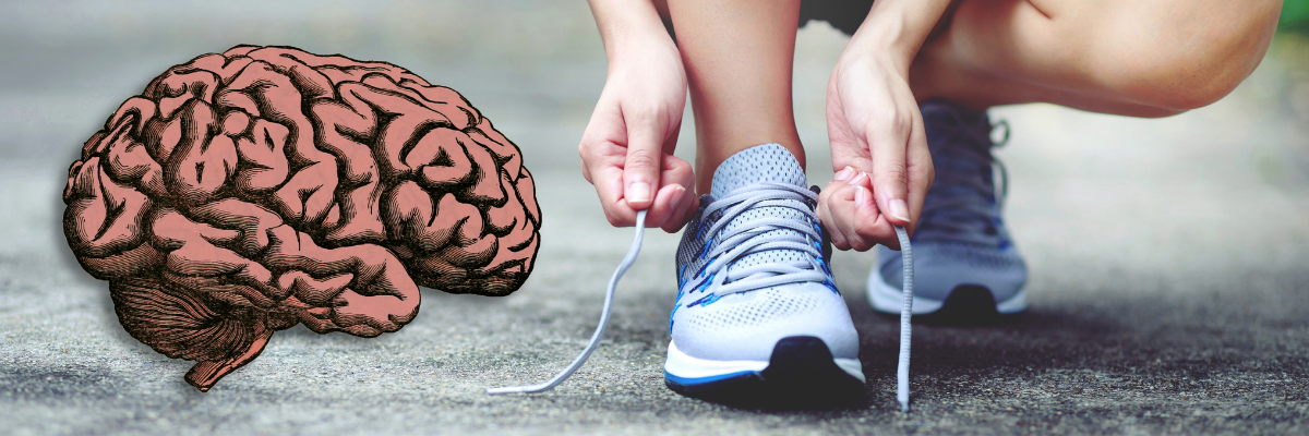 Neurogeneza u dorosłego człowieka.